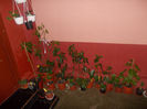 DSCN8367_3836