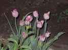 DSCN8324_3793