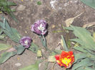 DSCN8336_3805