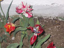 DSCN8337_3806