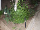 DSCN8347_3816