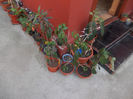 DSCN8275_3744