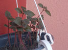 DSCN8277_3746