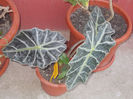 DSCN8279_3748