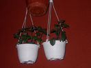 DSCN8364_3833