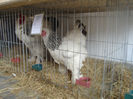 Brahma HD (5)