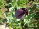 P1010691