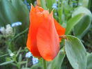 Tulipa Tangerine Beauty (2013, April 27)