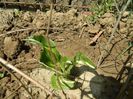 Hosta comanda Cebule Polonia