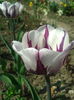 2013-04-27 11.09.54