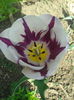 2013-04-27 11.09.33