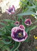 2013-04-27 11.02.17