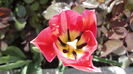 DSC06496