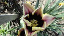 DSC06520