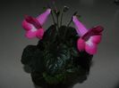 HCY`S Cherry Blossom