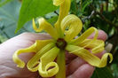floarea de ylang-ylang