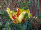 Tulipa Texas Flame (2013, April 28)