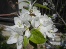 Apple Blossom_Flori mar (2013, April 22)