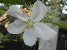 Apple Blossom_Flori mar (2013, April 27)