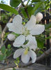 Apple Blossom_Flori mar (2013, April 27)