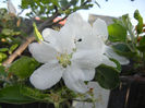 Apple Blossom_Flori mar (2013, April 27)