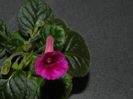 Sinningia Ozark Rosy Cheeks