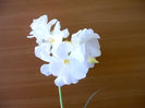 IMAG0018
