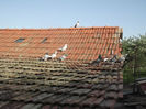 DSCF5443