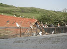 DSCF5448