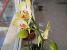 Orhidee 05