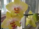 Orhidee 06