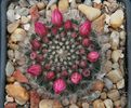 Mammillaria bocasana v. roseiflora