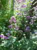 DSCN4045