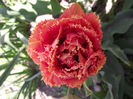 DSCF0135