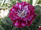 DSCF0137