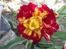DSCF0168