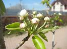 Pear Tree Blossom (2013, April 17)