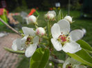 Pear Tree Blossom (2013, April 18)