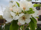 Pear Tree Blossom (2013, April 20)