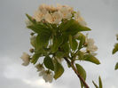 Pear Tree Blossom (2013, April 20)