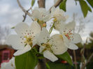 Pear Tree Blossom (2013, April 20)