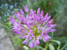 Allium Purple Sensation (2013, April 29)