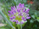 Allium Purple Sensation (2013, April 29)