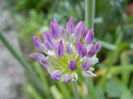 Allium Purple Sensation (2013, April 29)