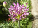 Allium Purple Sensation (2013, April 29)
