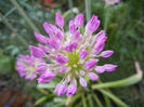 Allium Purple Sensation (2013, April 29)