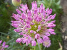 Allium Purple Sensation (2013, April 29)