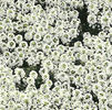 Alyssum -Alb  50 seminte-4 ron