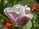 Tulipa Canova (2013, April 29)