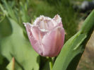 Tulipa Canova (2013, April 29)